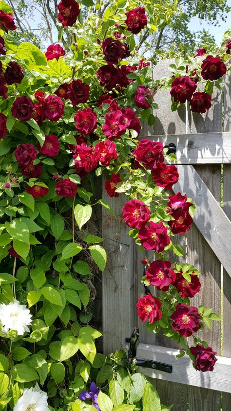 Rose Fence, Sliding Gate Design, Gate Design Modern, Gate For Stairs, Rose Garden Landscape, Black Gate, Modern Gate, Natural Fence, Drought Tolerant Garden