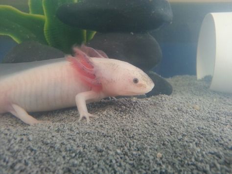 Side view Axolotl Side View, Axolotl Tank, Side View, New Tattoos, Drawing Reference, Fish Pet, Drawings, Animals