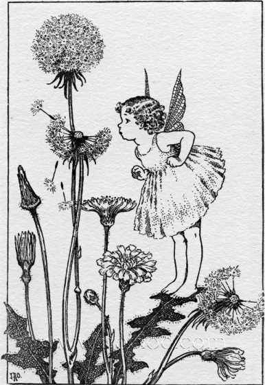 » Ida Rentoul Outhwaite - Illustrations for a Bunch of Wild Flowers 1933 - Golden Age Children's Book Illustrations France Collage, Angel Mirror, Sulamith Wulfing, Ida Rentoul Outhwaite, Gossamer Wings, Children's Book Illustrations, Fairy Drawings, Fairy Illustration, Fairy Pictures