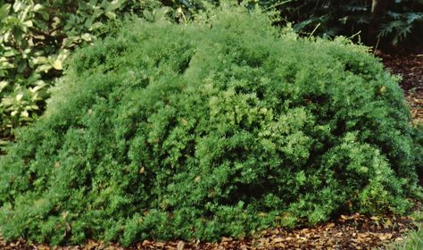 FPS051/FP051: Asparagus densiflorus 'Sprengeri' Sprengeri Asparagus Fern Sprengeri Fern, Plant Ground Cover, Asparagus Densiflorus, Soil Types, Asparagus Fern, Simple Leaf, Invasive Plants, Border Plants, Plant Spacing