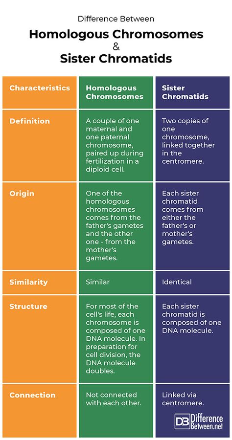 Difference Between Homologous Chromosomes and Sister Chromatids Chromosomes Notes, Sister Chromatids, Homologous Chromosomes, Somatic Cell, Learn Biology, Eukaryotic Cell, Chemistry Education, Dna Molecule, Cell Division