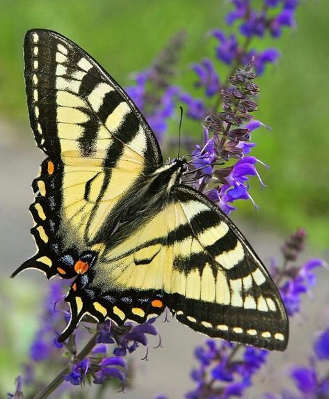 Tiger Swallowtail Butterfly Drawing, Sycamore Trees, Asian Swallowtail Butterfly, Tiger Butterfly, Butterfly Caterpillar, Yellow Swallowtail Butterfly, Western Tiger Swallowtail Butterfly, Tiger Swallowtail Butterfly, Tiger Swallowtail