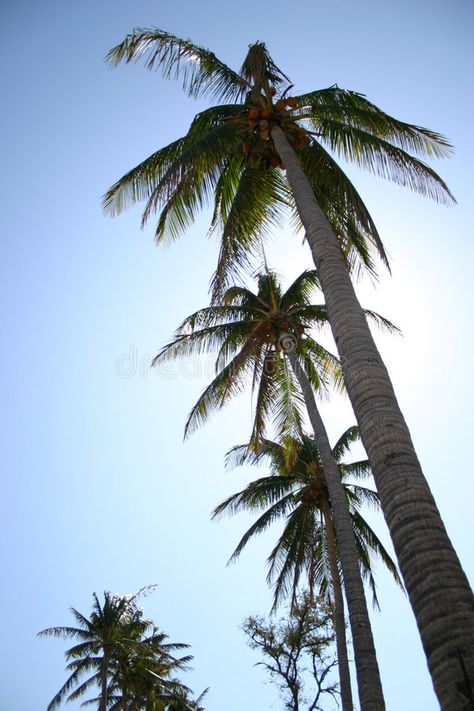 Palm trees. Pal trees at salina cruz at afternoon , #Affiliate, #Pal, #trees, #Palm, #afternoon, #cruz #ad Salina Cruz, Logo Design Trends, Palm Trees, Stock Images, Trees, Plants, Wood