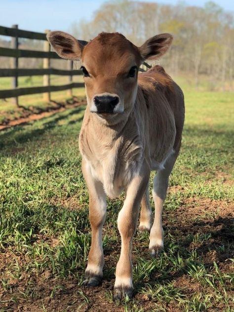 Miniature Cows, Cow Photography, Cow Photos, Mini Cows, Jersey Cow, Baby Farm Animals, Fluffy Cows, Cow Pictures