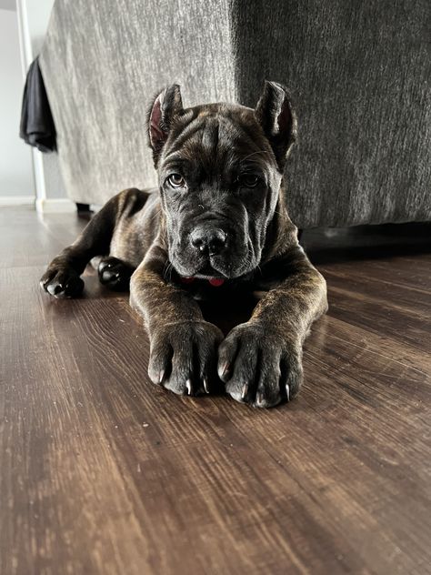 King Corso, Chien Cane Corso, Cane Corsos, Cane Corso Mastiff, Italian Mastiff, Working Dogs Breeds, Dachshund Breed, Cane Corso Puppies, Big Dog Breeds