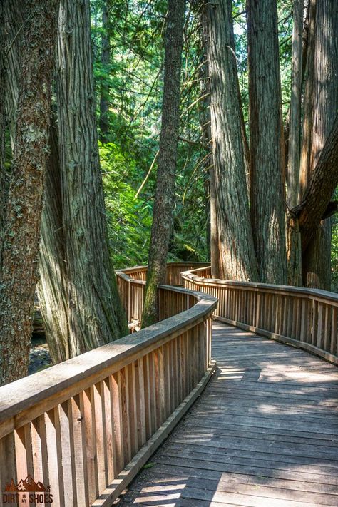 Pnw Hikes, Creek Forest, Cascades National Park Washington, Washington Trip, 2023 Vacation, Washington Vacation, Washington State Travel, Cascades National Park, Seattle Travel