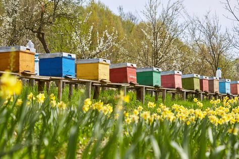 Beekeeping For Beginners, Beekeeping Equipment, Modern Farmer, Wild Bees, Bee Colony, Backyard Beekeeping, Bee Hives, Bee Farm, British Countryside