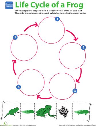 Worksheets: Life Cycle of a Frog. While I am against worksheets in the early learning classroom, I do, occasionally use them as a group activity. I love this visual for talking about the lifecycle of a frog. Life Cycle Of A Frog, Science Life Cycles, Frog Life Cycle, Second Grade Science, Animal Life Cycles, Lifecycle Of A Frog, 1st Grade Science, First Grade Science, Science Learning