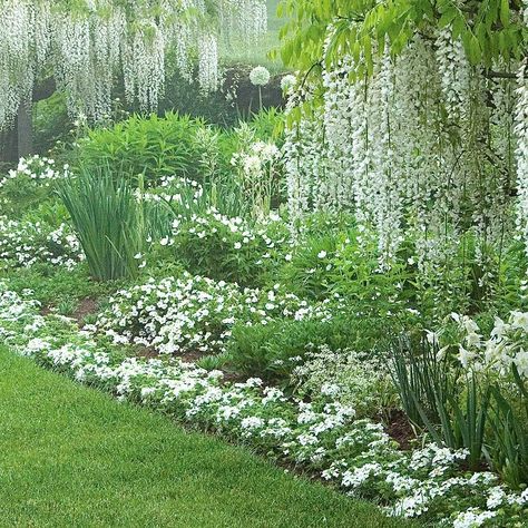 Perennial Border Plants, Reka Bentuk Landskap, Small Cottage Garden Ideas, White Flower Farm, Border Plants, Garden Shrubs, Moon Garden, White Gardens, Garden Cottage