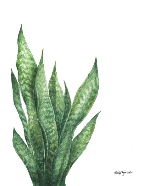 Snake Plant in Watercolor #watercolor #botanicalart #snakeplant #botanicalwatercolor #watercolorillustration #watercolorpainting Watercolor Snake Plant, Snake Plant Painting, Cruise Tattoo, Botanical Art Drawing, Plant Watercolor, Minimalist Canvas Art, Observational Drawing, Succulent Art, Watercolor Plants