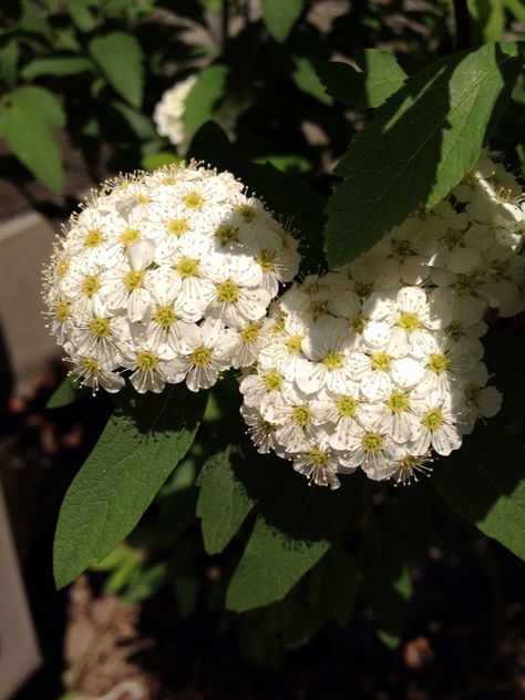 Reeves spirea Reeves Spirea, Special Flowers, Flower Boys, Modest Fashion, Garden Art, Plants, Flowers, Quick Saves, Art