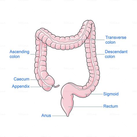 Fiber Foods For Constipation, High Fiber Foods For Constipation, Foods For Constipation, Constipation Relief Fast, Digestive System Anatomy, Anatomy Stickers, Science Exhibition Projects, Bad Cough, Science Exhibition