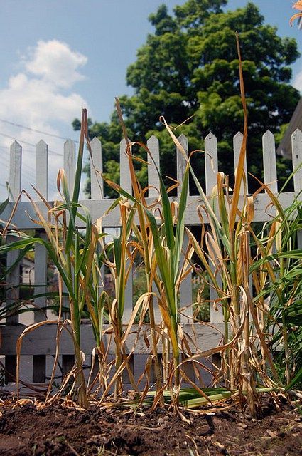 How and when is Garlic Ready to be pulled. When To Pick Garlic, Growing Garlic From Cloves, Braided Garlic, Harvest Garlic, Garlic Harvest, Garlic Garden, Grow Garlic, Harvesting Garlic, Garlic Garlic