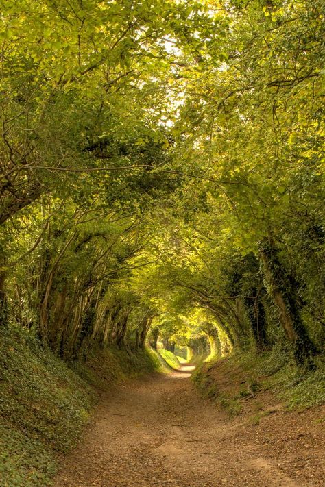 Sunken lane at Halnaker near Chichester in West Sussex / Image by Nick Leonard from flickr Enchanted Wood, Chichester, The Outsiders, Stairs, Country Roads, England, Forest, Road, Travel