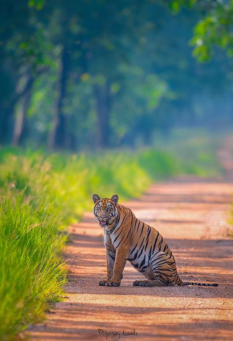 Female Tiger, All Alone, One Shot, My Story, First Day, The Park, Submarine, Tigers, Habitat