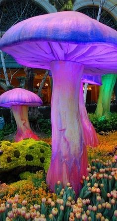 Different Types Of Mushrooms, Types Of Mushrooms, In The Garden, Different Types, The Garden, The Middle, Flower Garden, Purple, Flowers