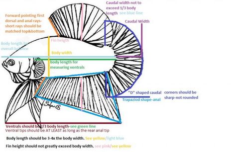 Ideal betta form chart? Fish References, Betta Breeding, Anatomy Tips, Fish Drawing, Fish Drawings, Pet Fish, Stl Files, Betta Fish, Drawing Reference