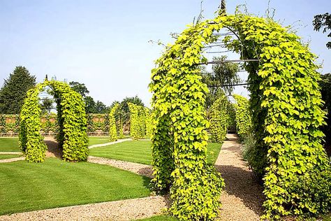 Hops Trellis, Hops Plant, Pergola Decorations, Gazebo Decorations, Growing Strong, New Home Designs, Renovation Ideas, Pale Ale, Raised Garden