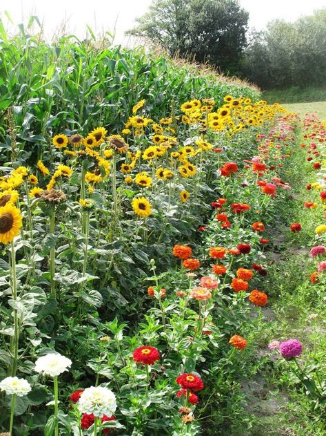 Flower Garden Layouts, Vegetable Planting Guide, Zinnia Garden, Spring Garden Flowers, Fall Garden Vegetables, Sunflower Garden, Bee Garden, Garden Photos, Planting Vegetables