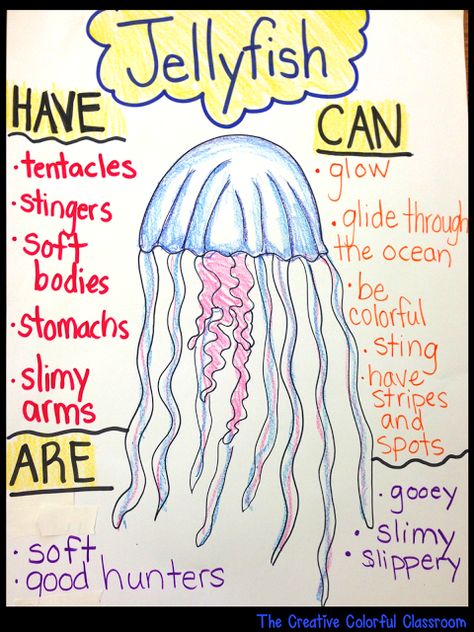 The Creative Colorful Classroom: Informational Anchor Charts Ocean Questions For Preschool, Ocean Animals Anchor Chart, Ocean Anchor Chart, Ocean Life Activities, Ocean Animals Preschool Activities, Ocean Education, Ocean Animals Preschool, Ocean Lesson Plans, Preschool Ocean