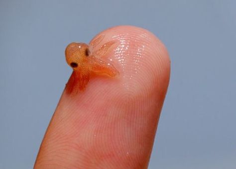 Tiny Baby Animals, Cute Reptiles, Cute Small Animals, Cute Animals Puppies, Beautiful Sea Creatures, Baby Animals Pictures, Super Cute Animals, Pretty Animals, Cute Animals Images