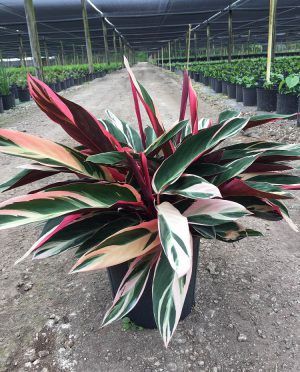 tricolor stromanthe (ginger) 1 1/2 -2' Tricolor Stromanthe, Stromanthe Sanguinea, Green Folder, Stromanthe Triostar, Pink Plants, Ginger Plant, Botanical Leaves, Prayer Plant, Plant Delivery