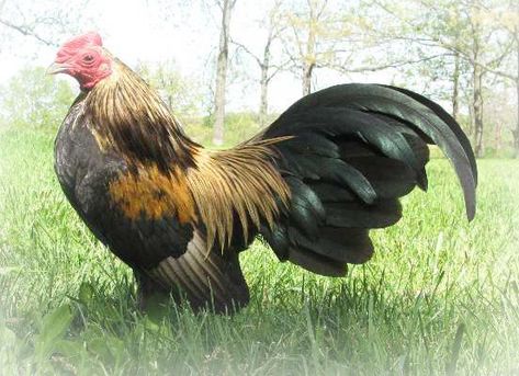 old_english_game_header Bantam Breeds, Duck Breeds, Bantam Chickens, Game Fowl, Fancy Chickens, Rooster Art, English Games, Crazy Chicken Lady, Chickens And Roosters