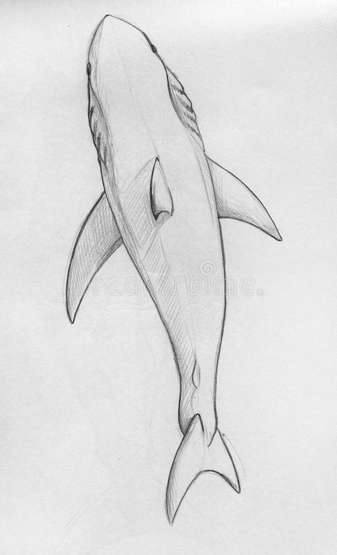 Dad Daughter Tattoo, Beach Sketches, Back Drawing, Beach Wall Collage, Shark Drawing, Sweet Drawings, Ocean Tattoos, Shark Tattoos, Daughter Tattoos