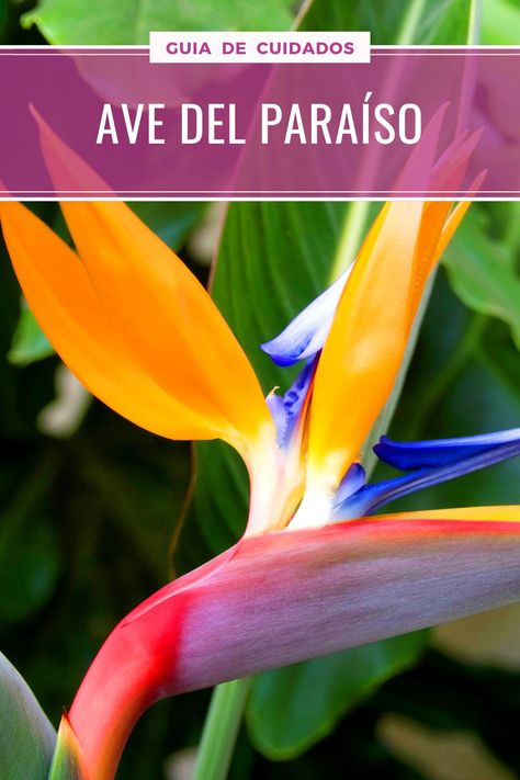 Strelitzia es una magnífica planta ornamental de exterior, cuyo hábito y flores erguidas son de rara belleza. Su apodo "pájaro del paraíso" viene de sus flores en forma de pájaro de colores brillantes. Es muy popular en floristería. Interior Gardens, Interior Garden, Coco, Patio, Plants, Flowers, Art, Patios