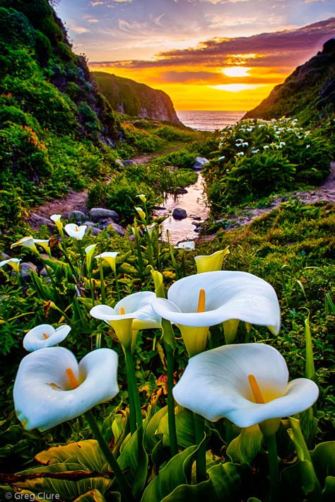 Calla Lily Sunset, Big Sur | Flickr - Photo Sharing! Nature Paint, Sunset Spring, Matka Natura, Image Nature, Spring Landscape, Fotografi Alam Semula Jadi, Beautiful Nature Wallpaper, Alam Yang Indah, Alam Semula Jadi