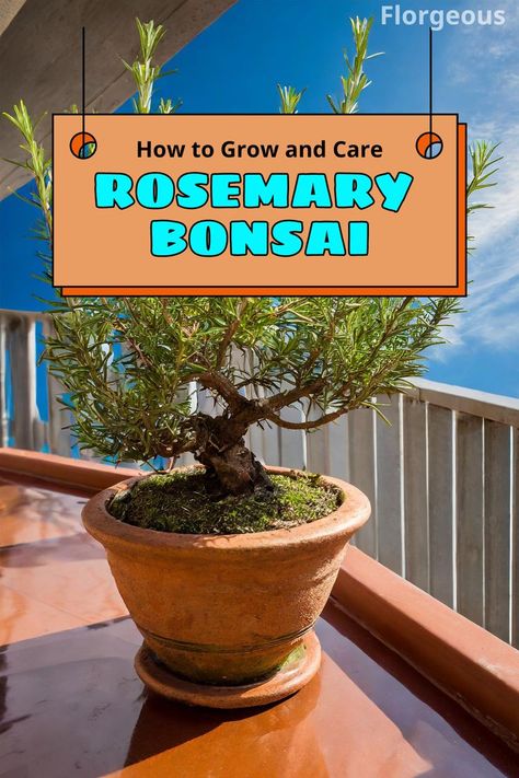 Rosemary Bonsai Grow Rosemary, Rosemary Tree, Outdoor Bonsai Tree, Bonsai Diy, Bonsai Making, Bonsai Pruning, Arizona Gardening, Bonsai Care, Bonsai Tree Types