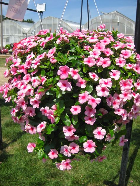 Annual Vinca (Catharanthus roseus) - Rotary Botanical Gardens Strawberry Planters Diy, Petunia Flowers, Small Flower Gardens, Periwinkle Flowers, Tanaman Pot, Balcony Flowers, Container Gardening Flowers, Beautiful Flowers Garden, Décor Boho