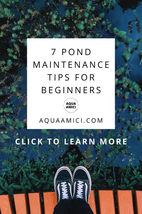 Discover essential pond maintenance tips for beginners! Learn how to keep your pond clean, balanced, and healthy with these simple tips. From water quality management and debris control to fish care and algae prevention, this article has everything you need to know. Create a beautiful and thriving pond ecosystem with these beginner-friendly maintenance strategies. #PondMaintenance #PondTips #BeginnersGuide Pond Care Tips, Indoor Pond Ideas, Pond Indoor, Pond Inspiration, Pond Ecosystem, Pond Rocks, Pond Heater, Indoor Pond, Fountain Ideas