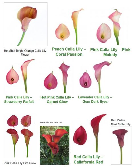 Mini Callas page 2 Flower Charts, Calla Lily Colors, Flower Chart, Calla Lily Flowers, Plant Pot Design, Pot Design, Wedding Vows Renewal, Flower Guide, Wedding Vow