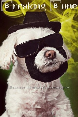 Easy and Creative "Breaking Bone" Costume for Your Pet Bone Costume, Badass Pictures, Value Village, Homemade Costume, Bone Dog, Dog Bakery, Pet Halloween Costumes, Homemade Costumes, Halloween Costume Contest