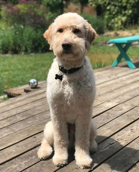 20+ Best Goldendoodle Haircut Pictures | The Paws Bernedoodle Grooming, Teddy Bear Doodle, Labradoodle Haircut, Labradoodle Grooming, Goldendoodle Haircuts, Goldendoodle Grooming, F1b Goldendoodle, Cavapoo Dogs, Puppy Grooming