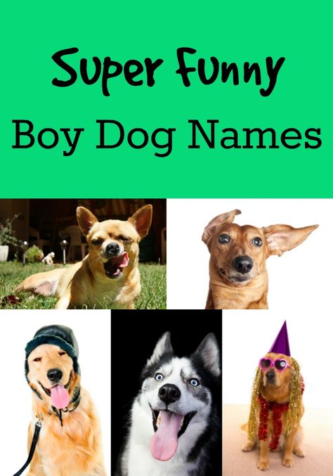 Hilarious, spirited and funny dog names you'll love Funny Names For Dogs, Cool Dog Names Boys, Boy Puppy Names, Cool Dog Tricks, Funny Dog Names, Dog Names Unique, Boy Dog Names, Best Dog Names, Cute Names For Dogs