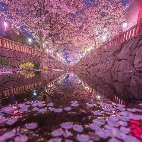 Cherry Blossom Proposal, Cherry Blossom Landscape, Manifest 2024, Sakura Trees, Sakura Season, Japanese Cherry Tree, Magical Sky, Spring In Japan, Cherry Blossom Japan