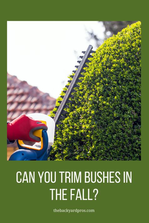 How To Trim Boxwood Bushes, Types Of Bushes, Trim Rose Bushes, Trim Bushes, How To Trim Bushes, Boxwood Bush, Trimming Hedges, Holly Bush, Evergreen Bush