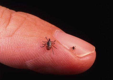 Ticked Off--What We Don't Know About Lyme Disease - Forbes Deer Tick Bite, Deer Ticks, Tick Bite, Flea And Tick, Ticks, Chronic Illness, Disease, Deer, Medical