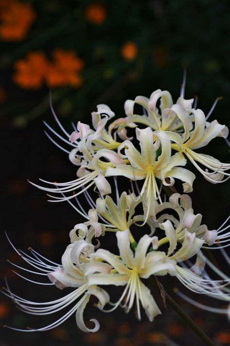 manjusaka White Spider Lily, Lycoris Radiata, Spider Lilies, Lily Wallpaper, Red Spider Lily, Goth Garden, Spider Lily, White Spider, Inside Plants