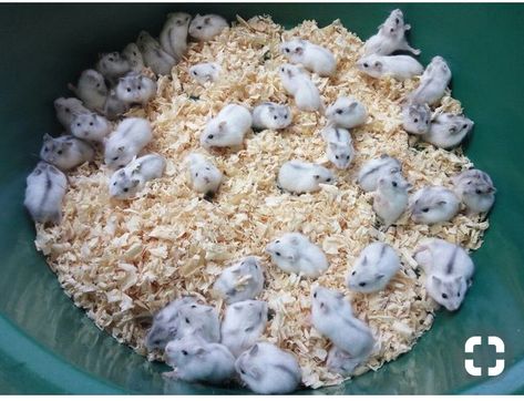 >> @HELLXAMANDA Hamster Habitat, Baby Hamster, Hamster Cages, Funny Hamsters, Cute Animal Memes, Baby Animals Pictures, Cute Hamsters, Mini Marshmallows, Silly Animals