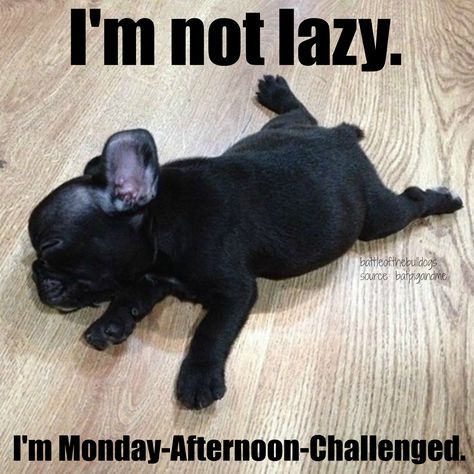 I'm not lazy. I'm Monday-afternoon challenged. Bulldog Francese, Black French, French Bulldog Puppy, Shar Pei, French Bull, French Bulldog Puppies, Bulldog Puppies, Cute Creatures, Baby Dogs