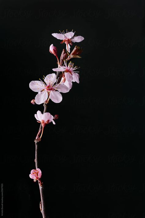 Blossom Branch, Plum Flowers, Flower Branch, Plum Blossom, Flowers Photography, My Flower, Spring Time, Black Backgrounds, Plum