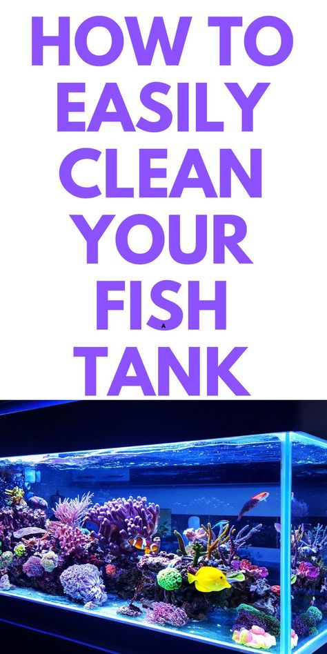 Self Cleaning Fish Tank, Cool Fish Tank Decorations, Fish Tank Themes, Fish Tank Cleaning, Fish Tank Terrarium, Cool Fish Tanks, Cleaning Fish, Fishing For Beginners, Betta Fish Tank