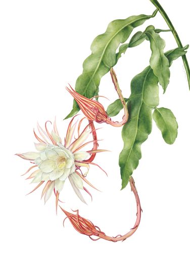 Beverly Allen Epiphyllum oxypetalum.  Royal Botanic Gardens Kew Collection Epiphyllum Oxypetalum, Tulips Images, Night Blooming Flowers, Orchid Cactus, Queen Of The Night, Watercolor Flowers Tutorial, Illustration Botanique, Free Backgrounds, Night Flowers