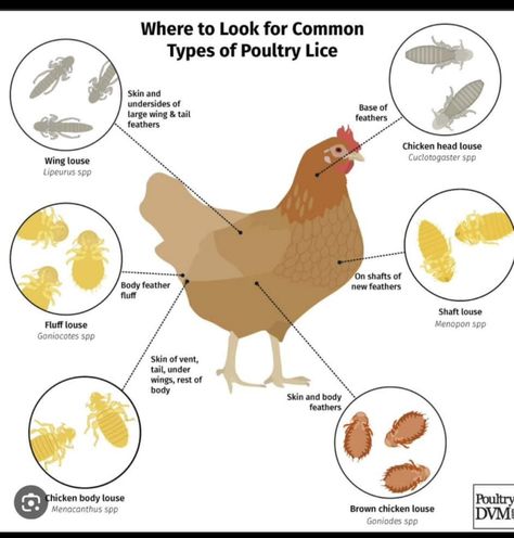 Chicken Facts, Infographic Chart, Cute Chicken Coops, Chicken Coop Garden, Backyard Chicken Coop Plans, Backyard Chicken Farming, Chicken Health, Raising Backyard Chickens, Chicken Garden