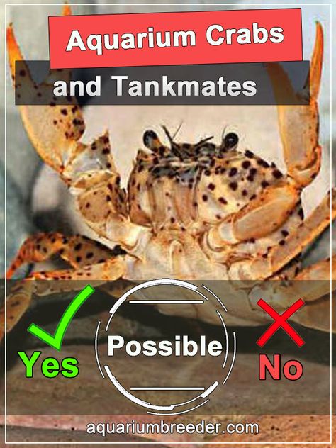 Aquarium Crabs and Tankmates. Possible or Not?