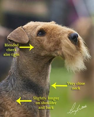 Welsh Terrier Grooming, Airedale Terrier Grooming, Airedale Dogs, Dog Grooming Styles, Airedale Terriers, Lakeland Terrier, Dog Grooming Salons, Dog Grooming Tips, Grooming Style