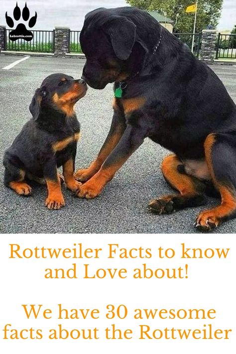 Rotweiller Puppy Aesthetic, Rottweiler Aesthetic, Aesthetic Husky, Female Rottweiler, Rottweiler Quotes, Pet Quotes Dog, Rottweiler Facts, Rottweiler Tattoo, Tattoo Memes